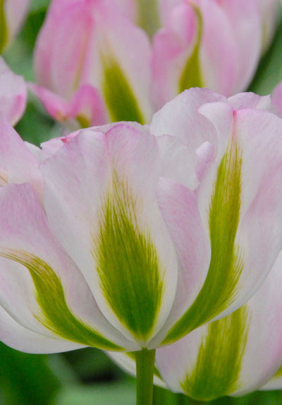 Tulip Viridiflora - Groenland - 12/+