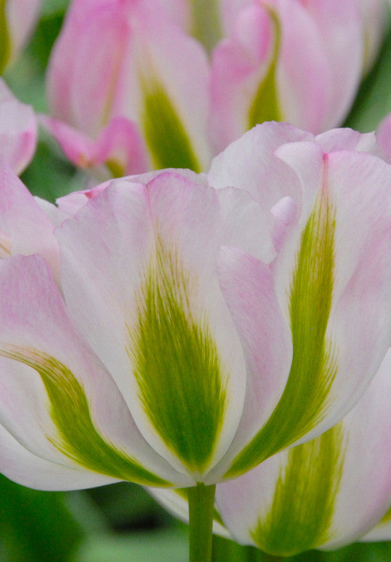 Tulip Viridiflora - Groenland - 12/+