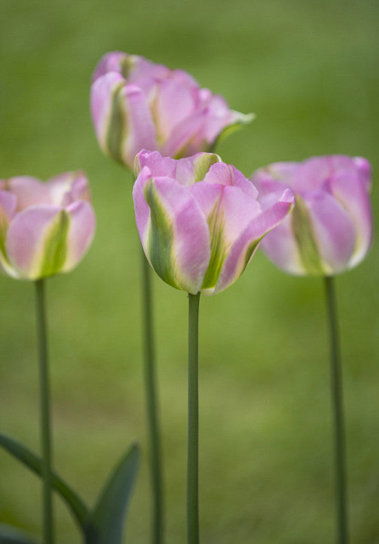Tulip Viridiflora - Groenland - 12/+