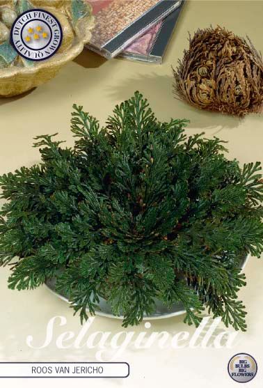Rose of Jericho