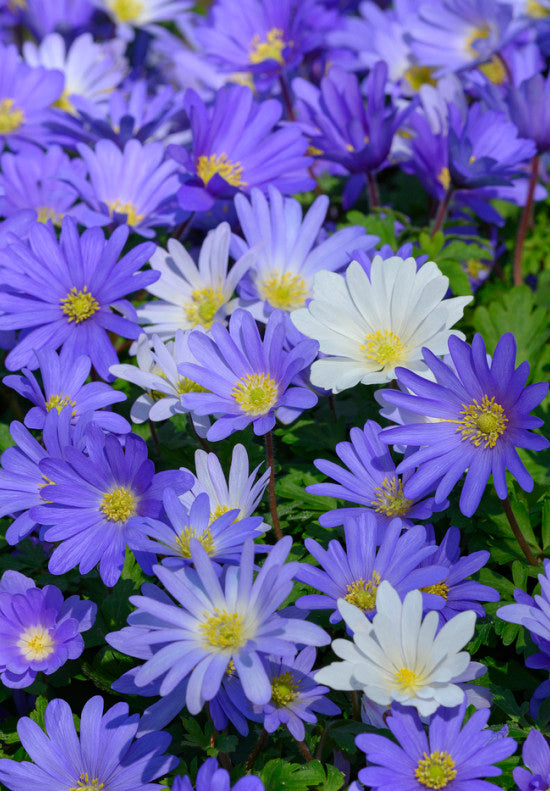 Anémone Blanda - +5/6