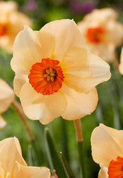 Narcis - Altruïst - 14/16