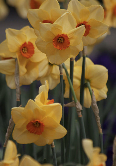 Daffodil - Altruist - 14/16