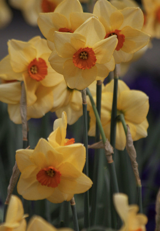 Daffodil - Altruist - 14/16