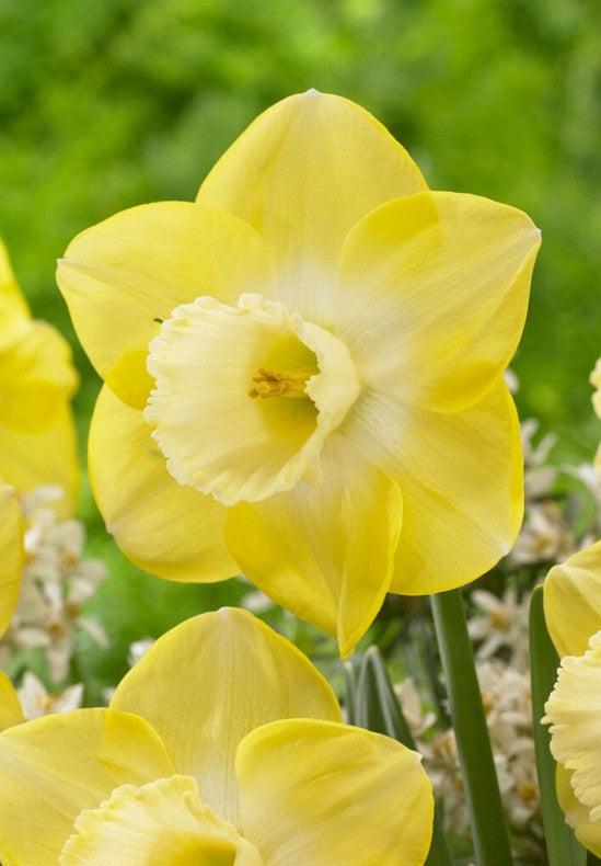 Daffodil - Avalon - 14/16