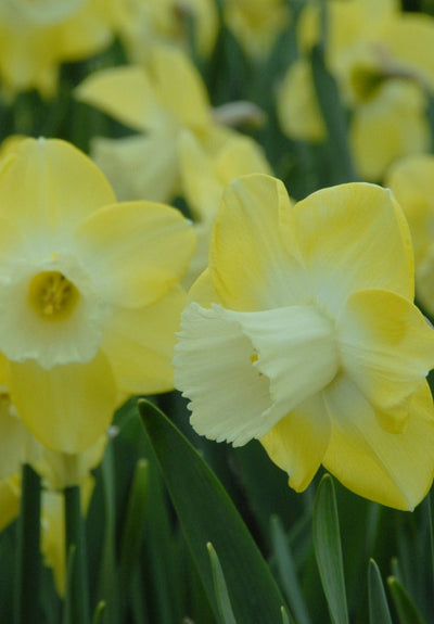 Daffodil - Avalon - 14/16