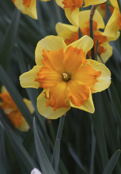 Daffodil - Congress - 12/14
