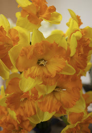 Narcis - Congres - 12/14