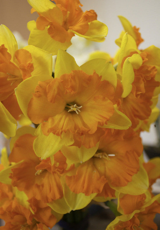 Daffodil - Congress - 12/14