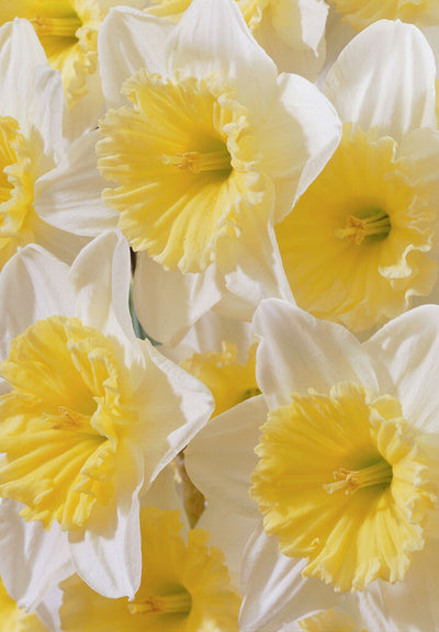 Daffodil - Ice Follies - 14/16