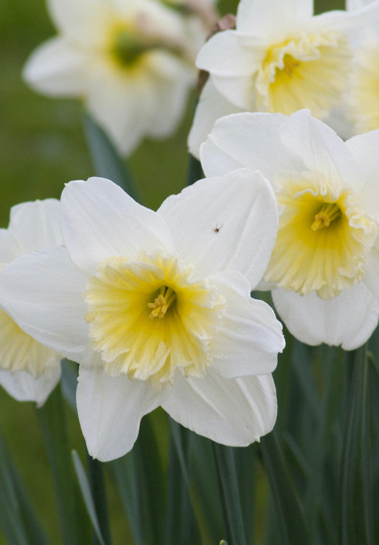 Daffodil - Ice Follies - 14/16