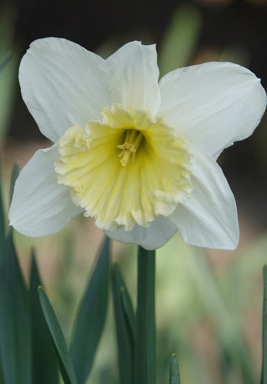 Daffodil - Ice Follies - 14/16