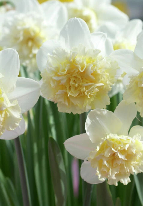 Daffodil - Ice King - 14/16