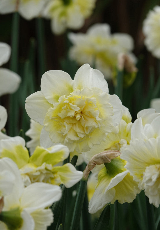 Narcis - IJs koning - 14/16