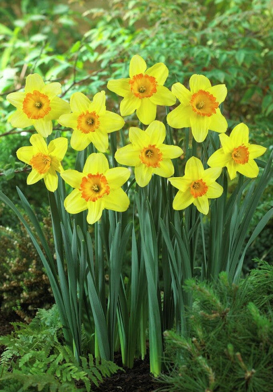 Daffodil - Juanita - 14/16