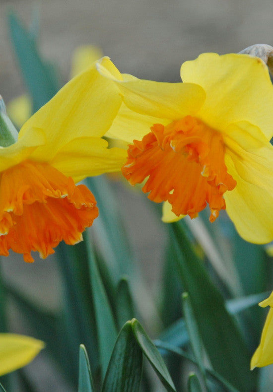 Daffodil - Juanita - 14/16