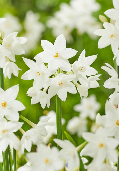 Daffodil - Paperwhite - 16/18