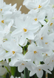 Narcis - Paperwhite - 16/18