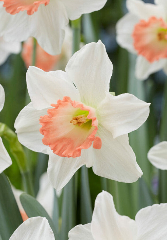 Daffodil - Pink Charm - 14/16