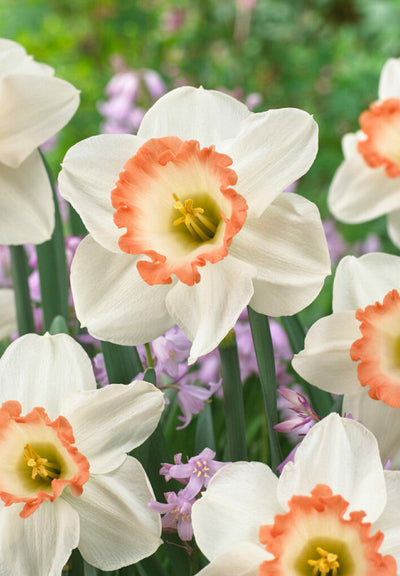 Daffodil - Pink Charm - 14/16