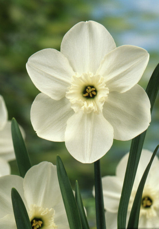 Daffodil - Princess Zaida - 12/14