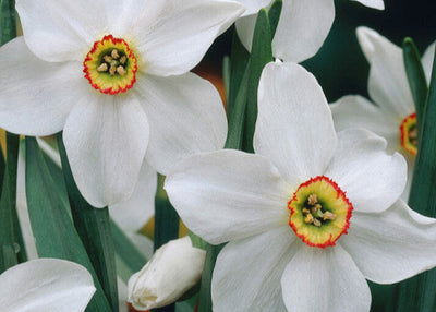 Daffodil - Recurvus - 14/16