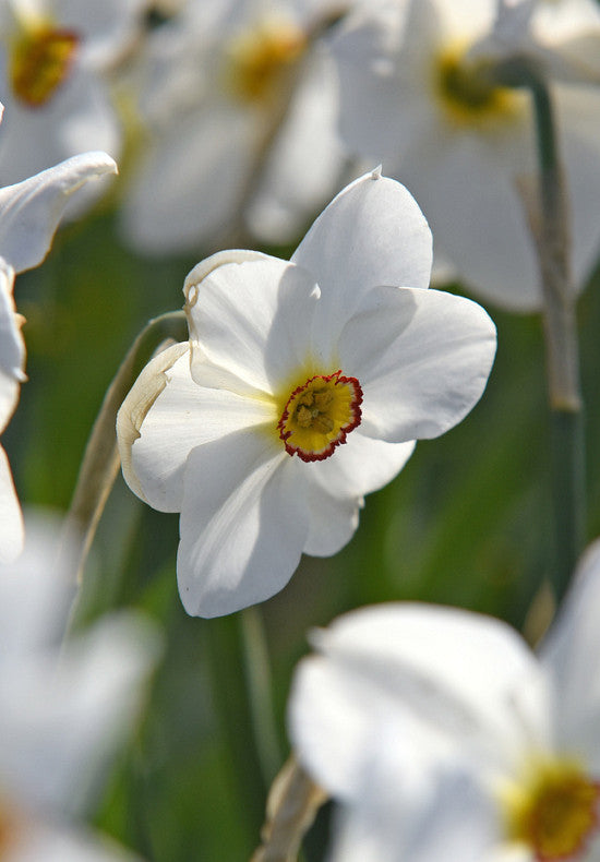 Daffodil - Recurvus - 14/16
