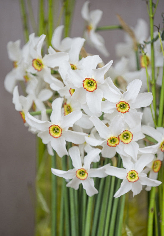 Daffodil - Recurvus - 14/16