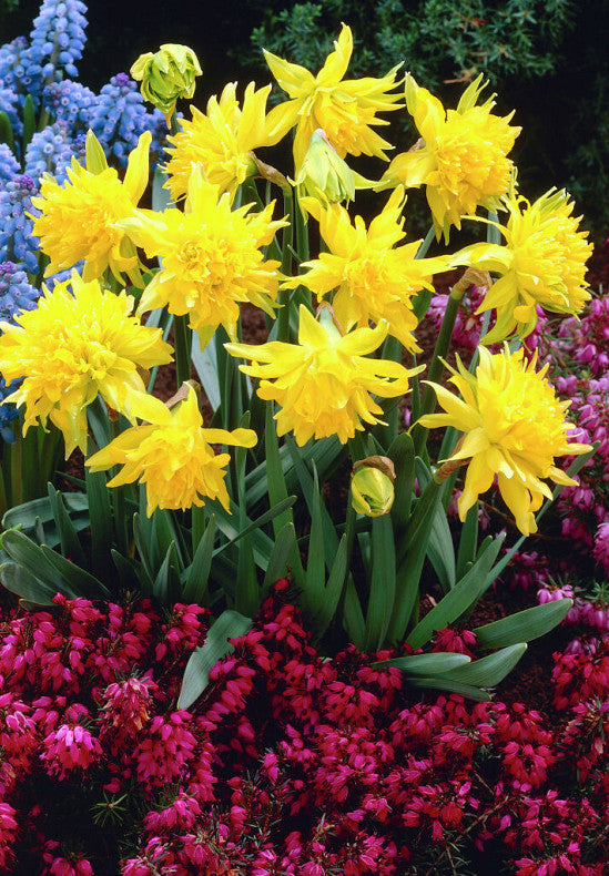Daffodil - Rip van Winkle - 12/14