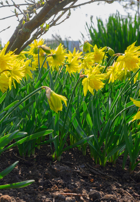 Daffodil - Rip van Winkle - 12/14