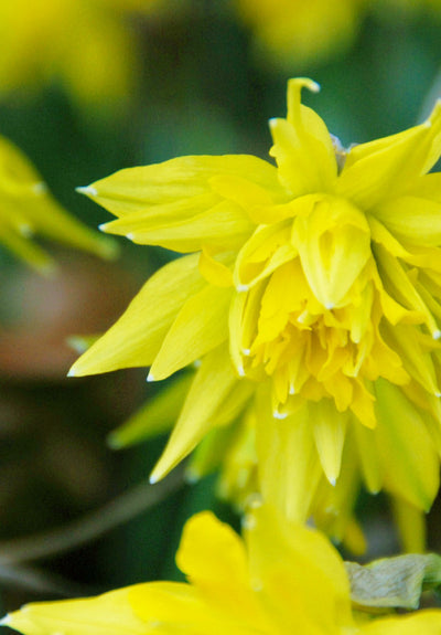 Daffodil - Rip van Winkle - 12/14