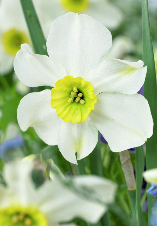 Daffodil - Sinopel - 12/14