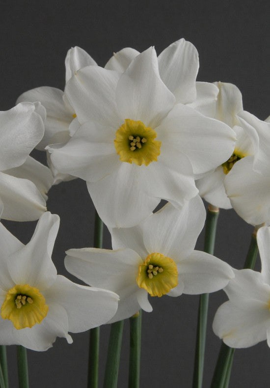 Daffodil - Sinopel - 12/14