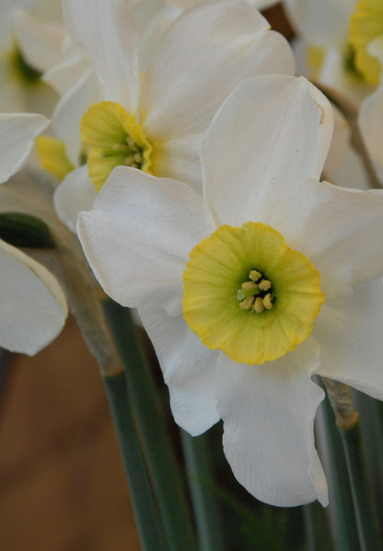 Daffodil - Sinopel - 12/14