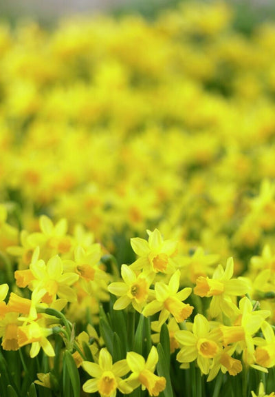 Daffodil - Tete a Tete - 12/14