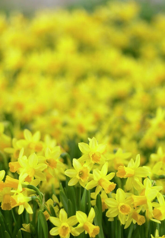 Daffodil - Tete a Tete - 12/14