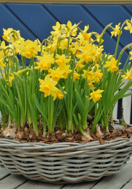 Daffodil - Tete a Tete - 12/14