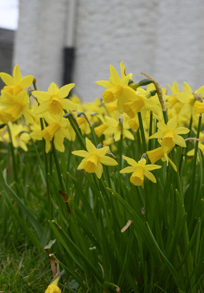 Daffodil - Tete a Tete - 12/14