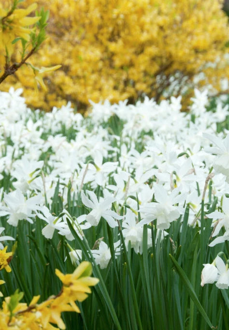 Daffodil - Thalia - 12/14