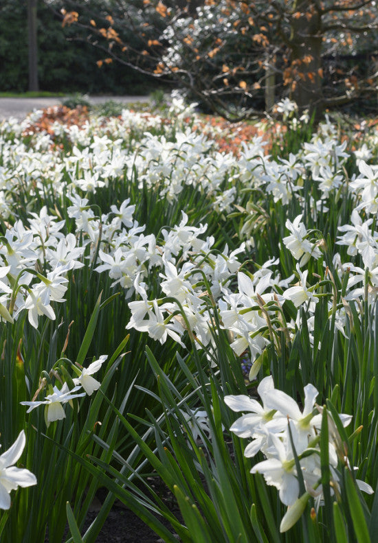 Daffodil - Thalia - 12/14
