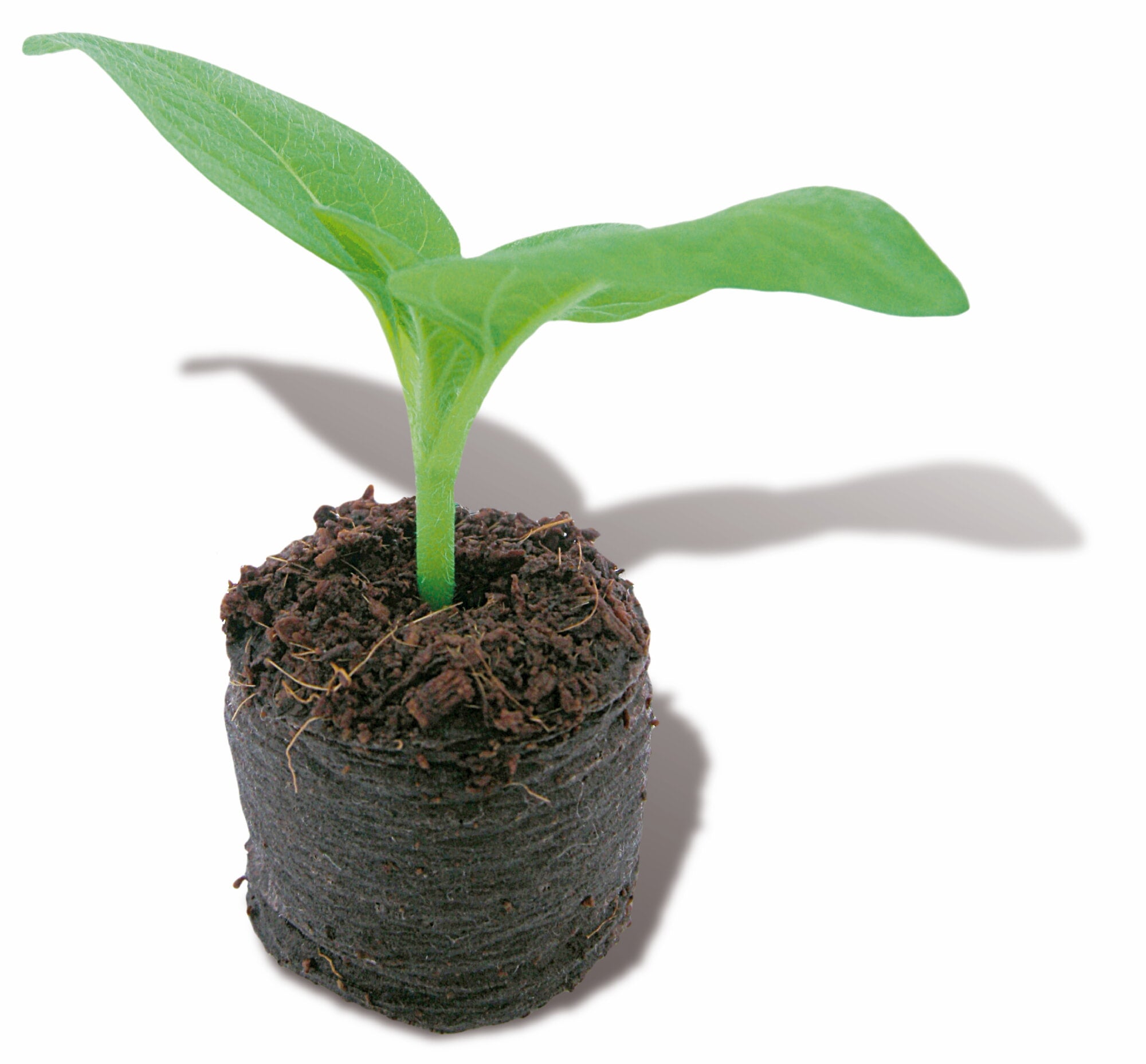 Gros plugs gonflants 3,6 cm - 48 pcs