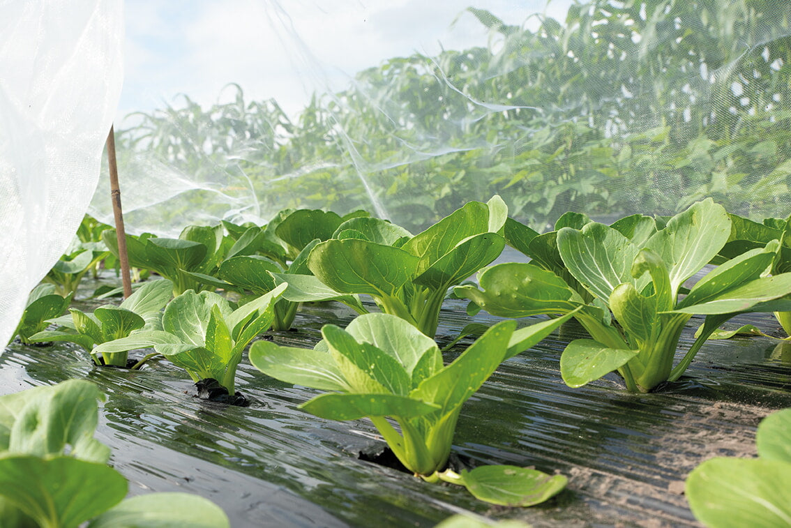 Filet anti-insectes - 2,1 x 4,5 m