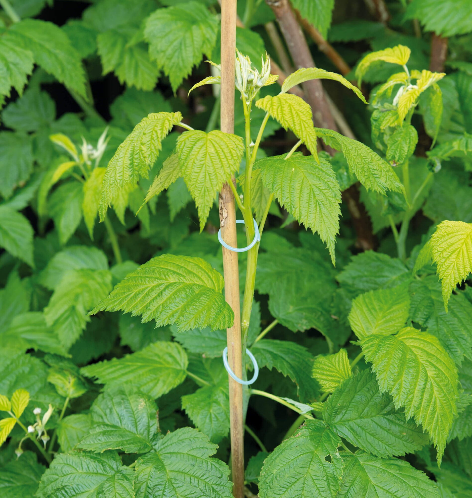 Anneaux de Plante - 50 pcs