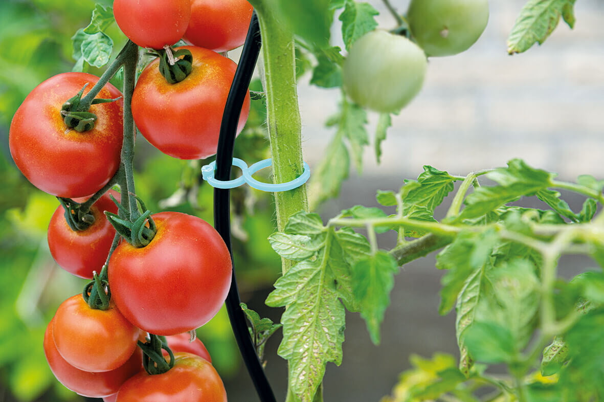 Clip de tomate / Plantes - 15 pcs