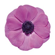 Anémone Fucsia - +2/3