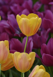 Tulip Triumph - Belville - 12/+