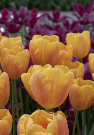 Tulip Triumph - Belville - 12/+