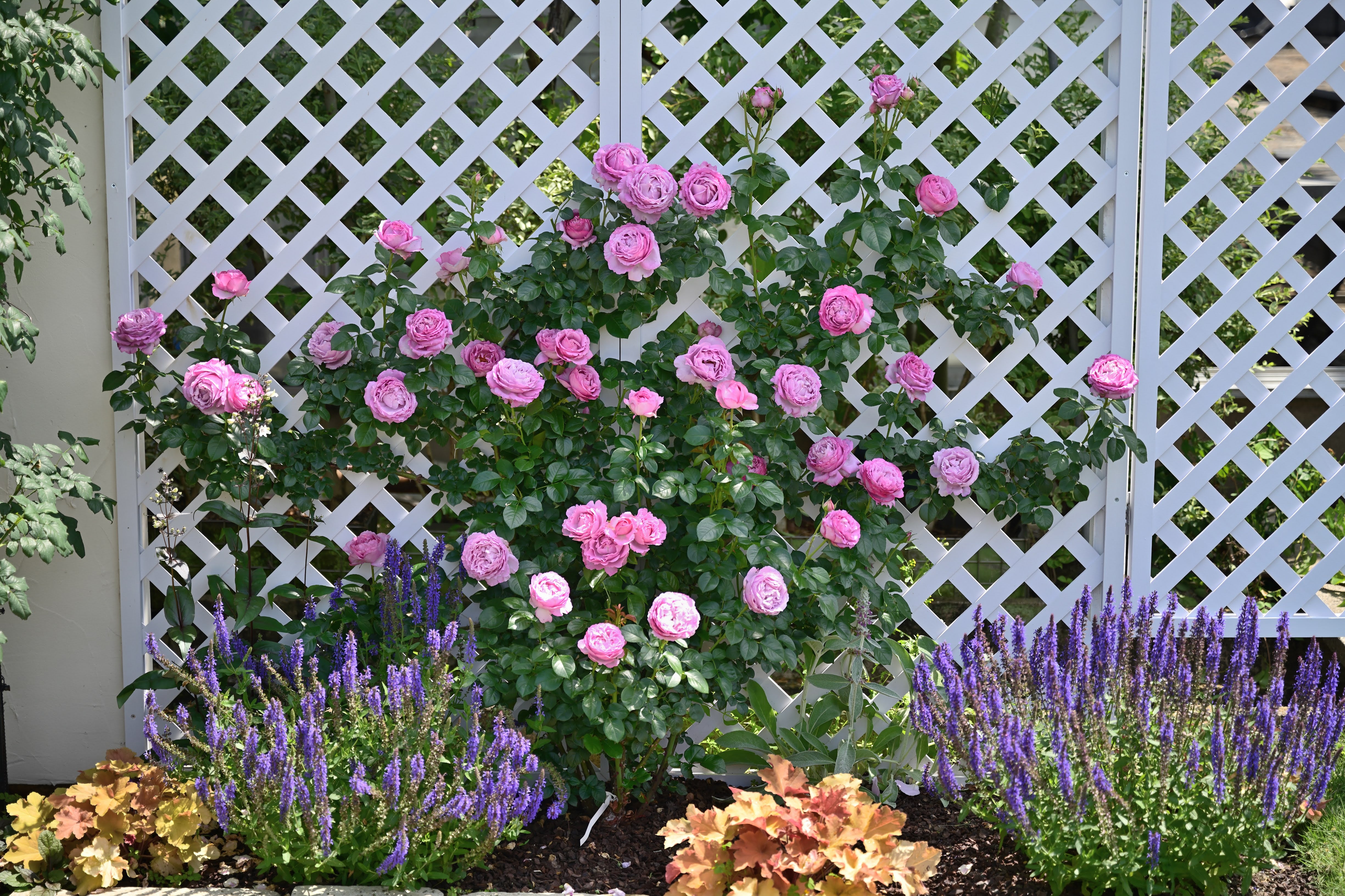 Floribunda Roos - Alexandra David Neel®