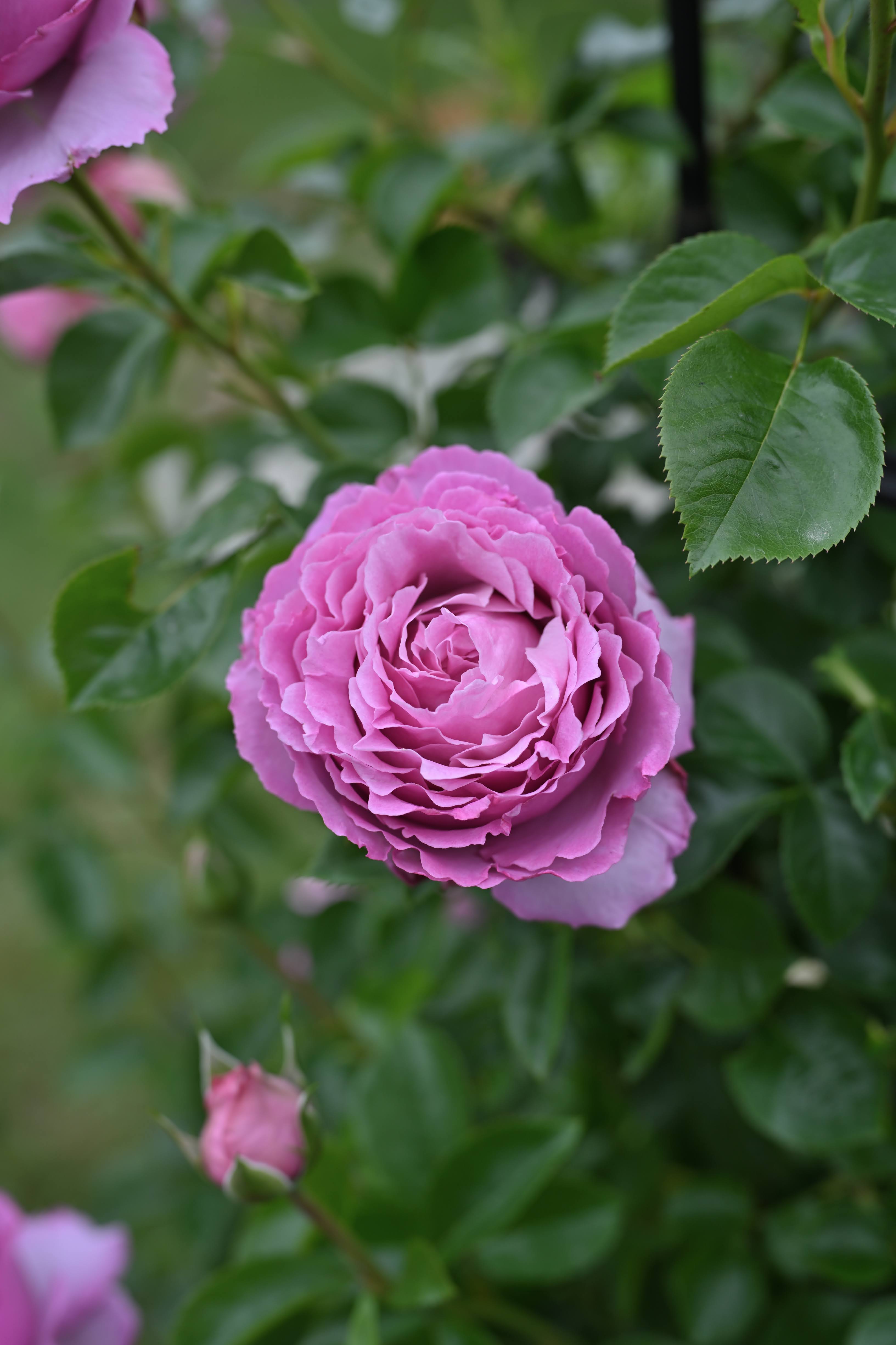 Floribunda Roos - Alexandra David Neel®