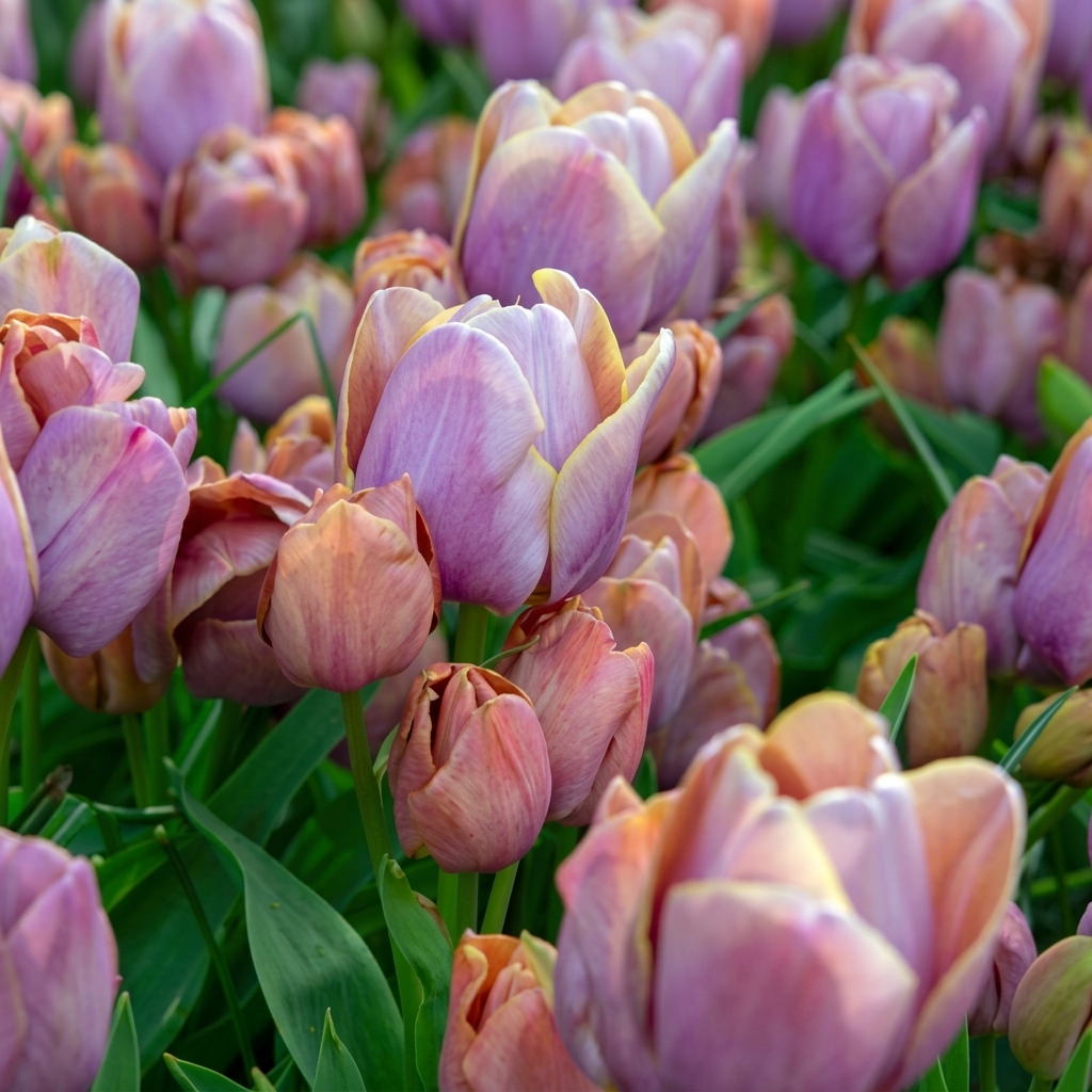 Special Flower Bulbs